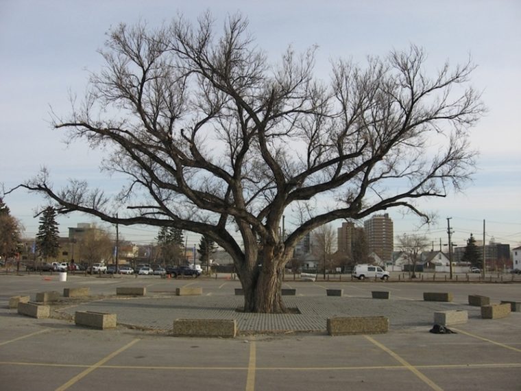 How Calgary Became a City of Trees Avenue Calgary