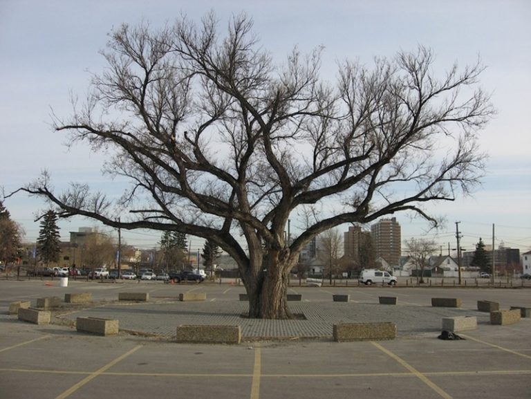 How Calgary Became a City of Trees Avenue Calgary