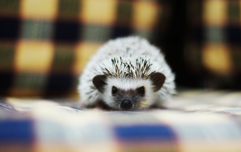 Facts About Exotic Pets You Can Own, Because Calgary Pet Expo is Coming - Avenue Calgary Facts About Exotic Pets You Can Own, Because Calgary Pet Expo is Coming - Avenue Calgary