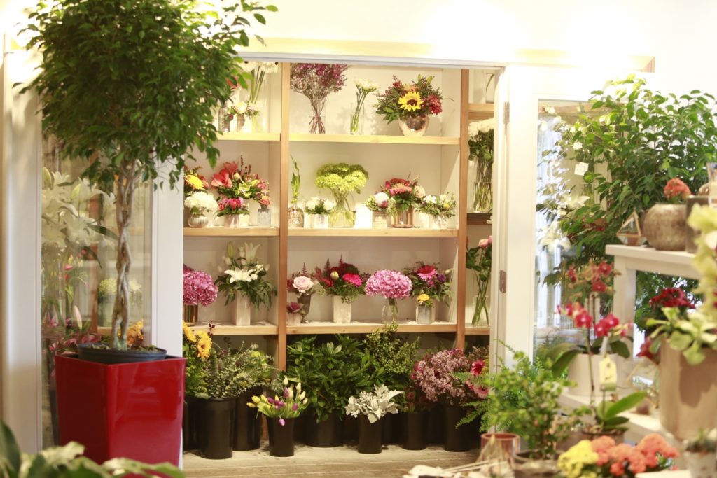 Where to Buy Houseplants in Calgary Avenue Calgary