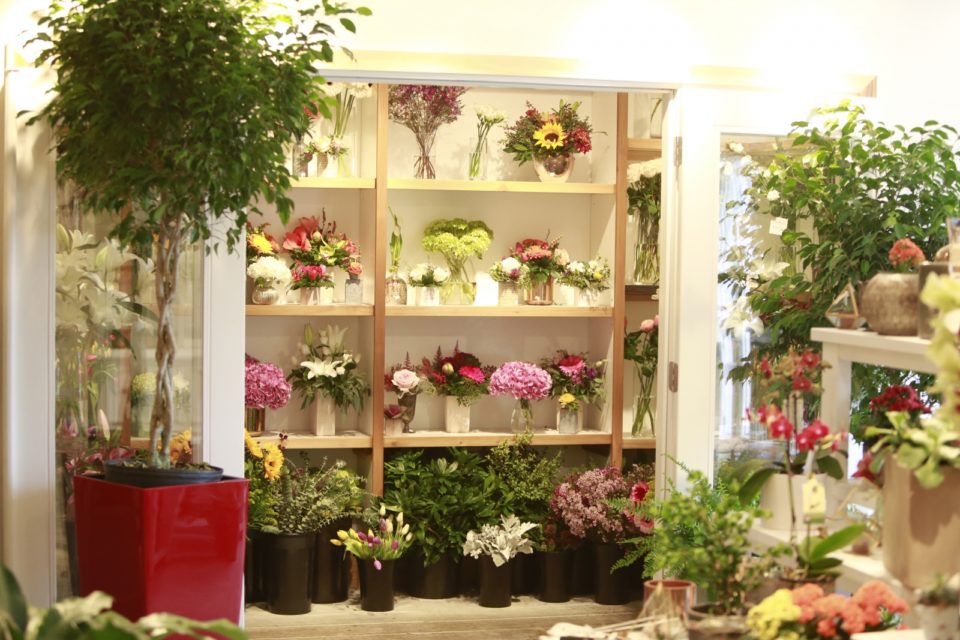 Where to Buy Houseplants in Calgary Avenue Calgary
