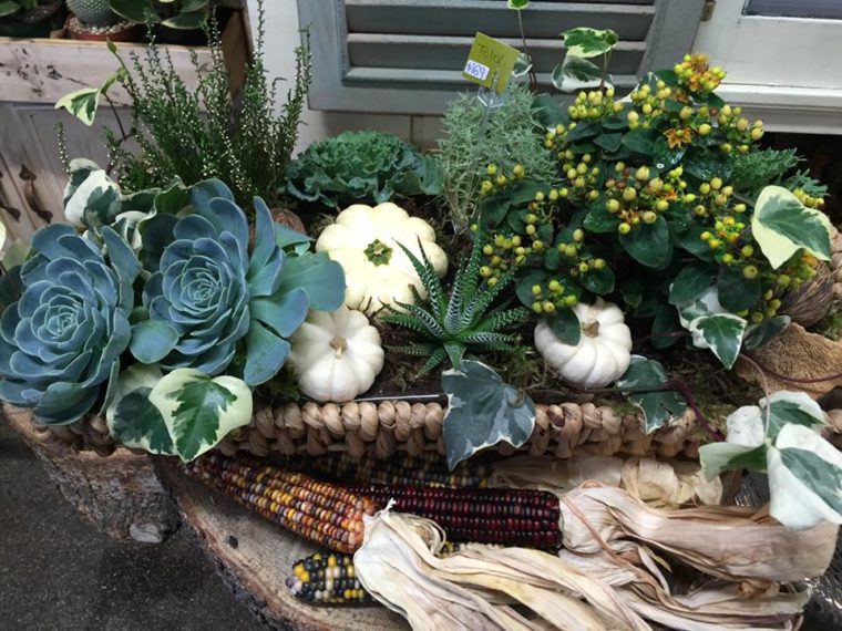 Where to Buy Houseplants in Calgary Avenue Calgary