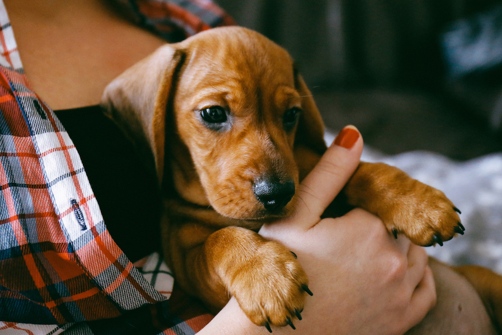 How to Do Pet Gifting Responsibly in Calgary - Avenue Calgary How to Do Pet Gifting Responsibly in Calgary - Avenue Calgary
