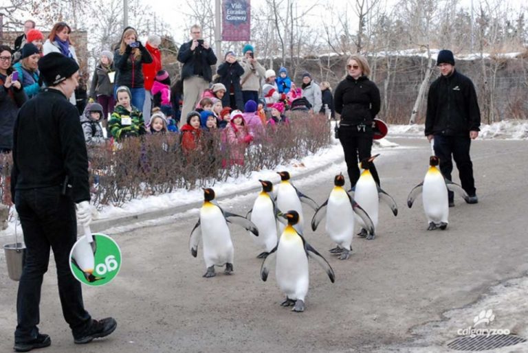 Watch the Calgary Zoo's King Penguins Waddle During the Penguin Walk