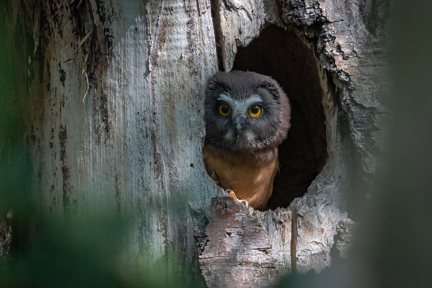 By Maureen Hills-Urbat