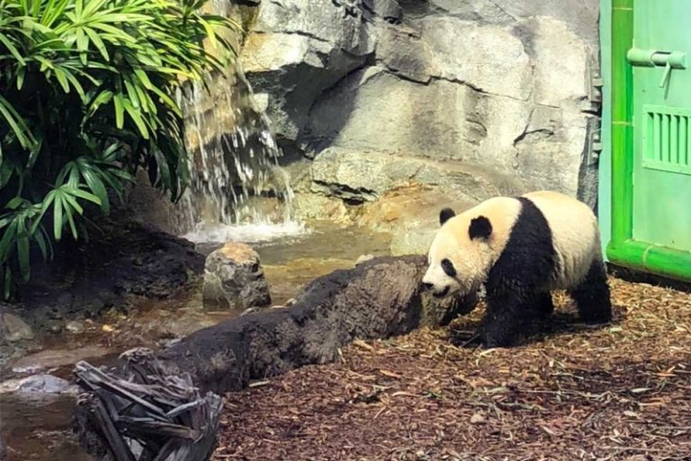 Meet the Four Giant Pandas Living in the Calgary Zoo's Panda Passage Avenue Calgary