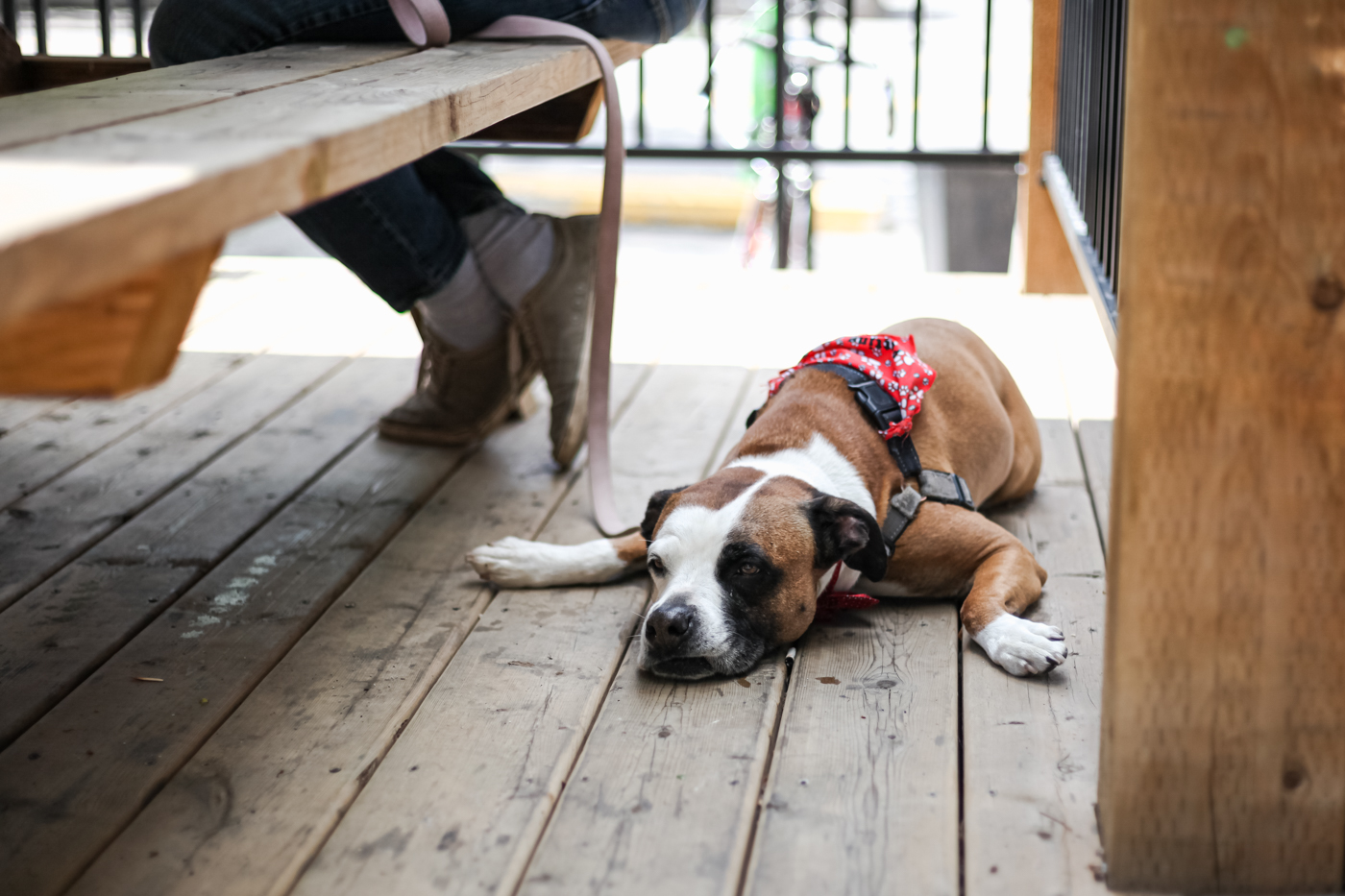 22 PetFriendly Patios in Calgary Avenue Calgary
