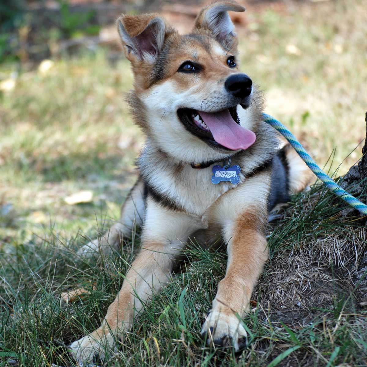 Pawsitive Match Rescue Gives Abandoned Animals a Second Chance - Avenue Calgary Pawsitive Match Rescue Gives Abandoned Animals a Second Chance - Avenue Calgary
