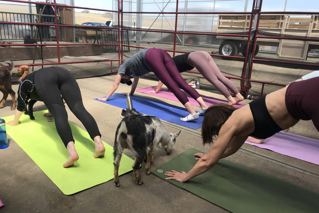 Everything You Need to Know About Goat Yoga at Granary Road Avenue