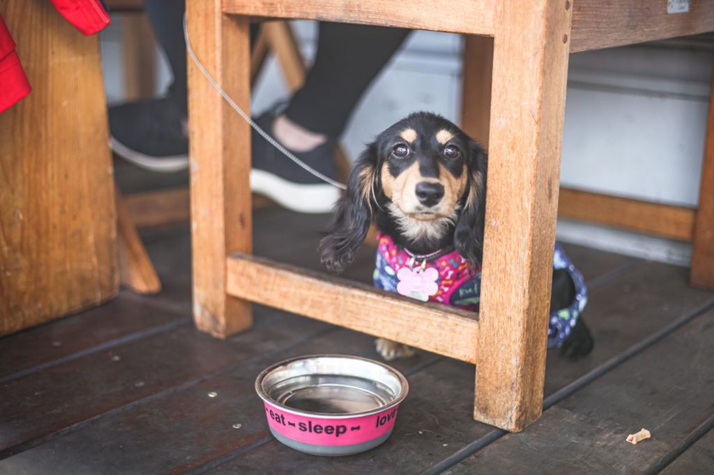 18 PetFriendly Patios in Calgary Avenue Calgary