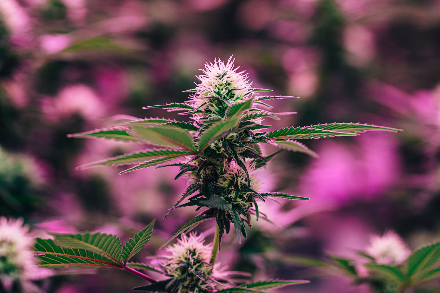 5 Tips for Finding Your Favourite Cannabis Strain Avenue Calgary