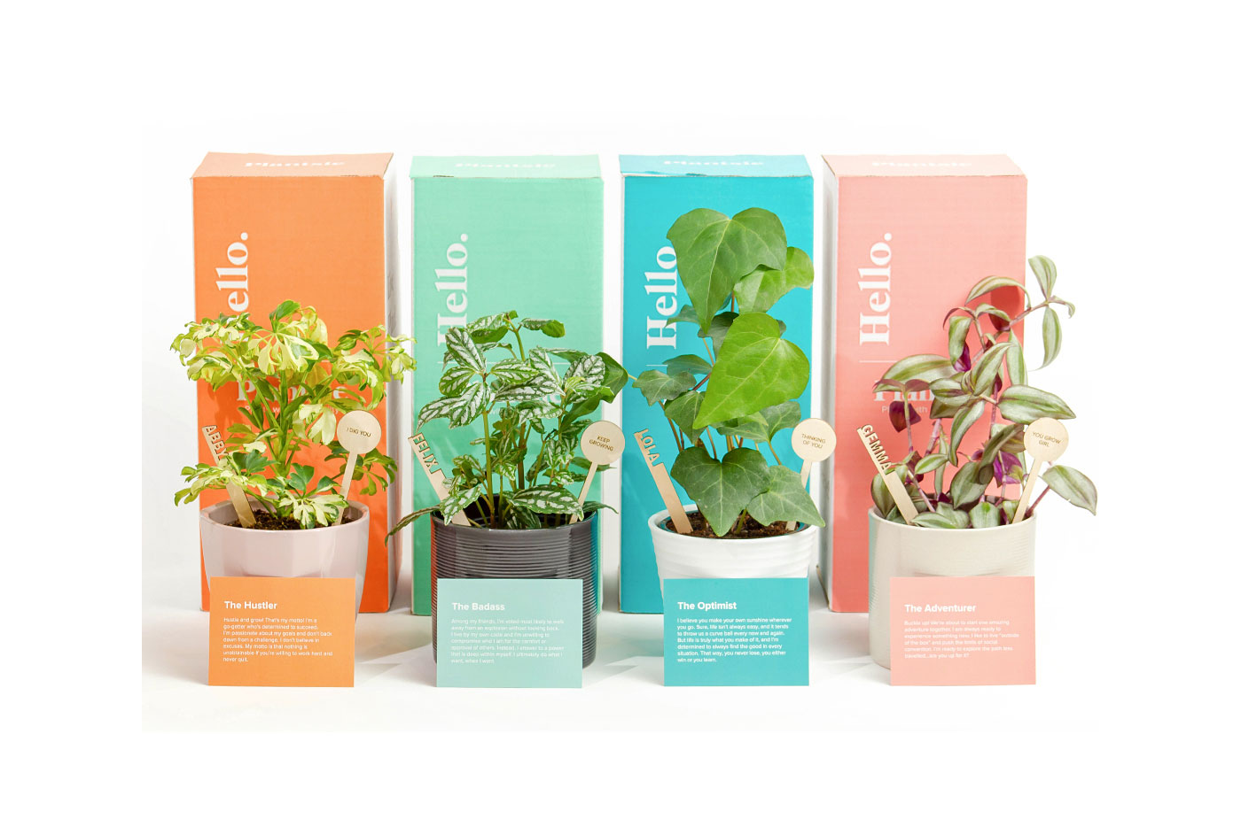 Plantsie Offers Home Delivery Plant Service in Calgary Avenue Calgary