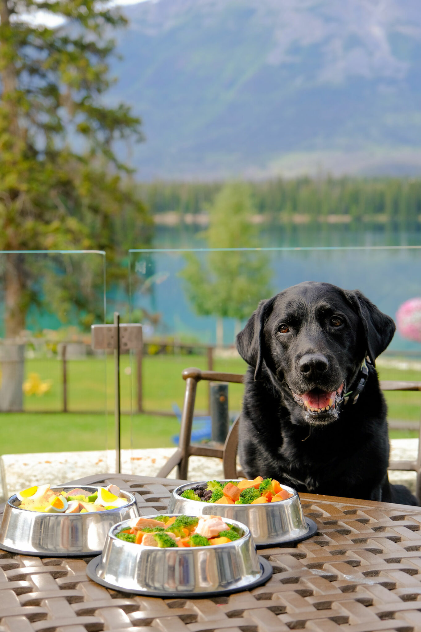 9 Canine-Pleasant Accommodations within the Mountains Close to Calgary 9 Canine-Pleasant Accommodations within the Mountains Close to Calgary