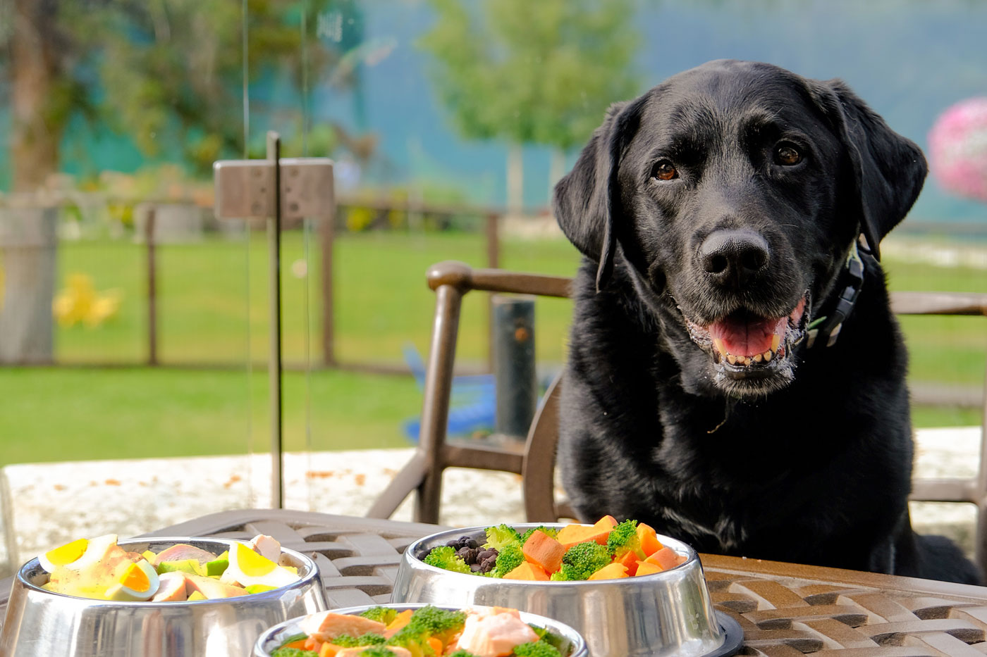 9 DogFriendly Hotels in the Mountains Near Calgary Avenue Calgary