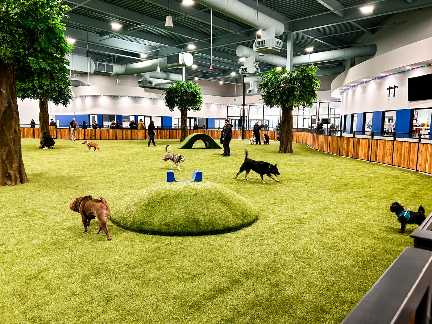 This New Pet Facility Has a Huge Indoor Dog Park Avenue Calgary