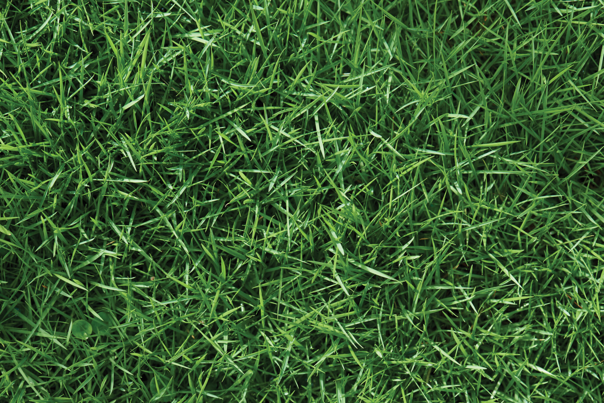 Image of green grass.