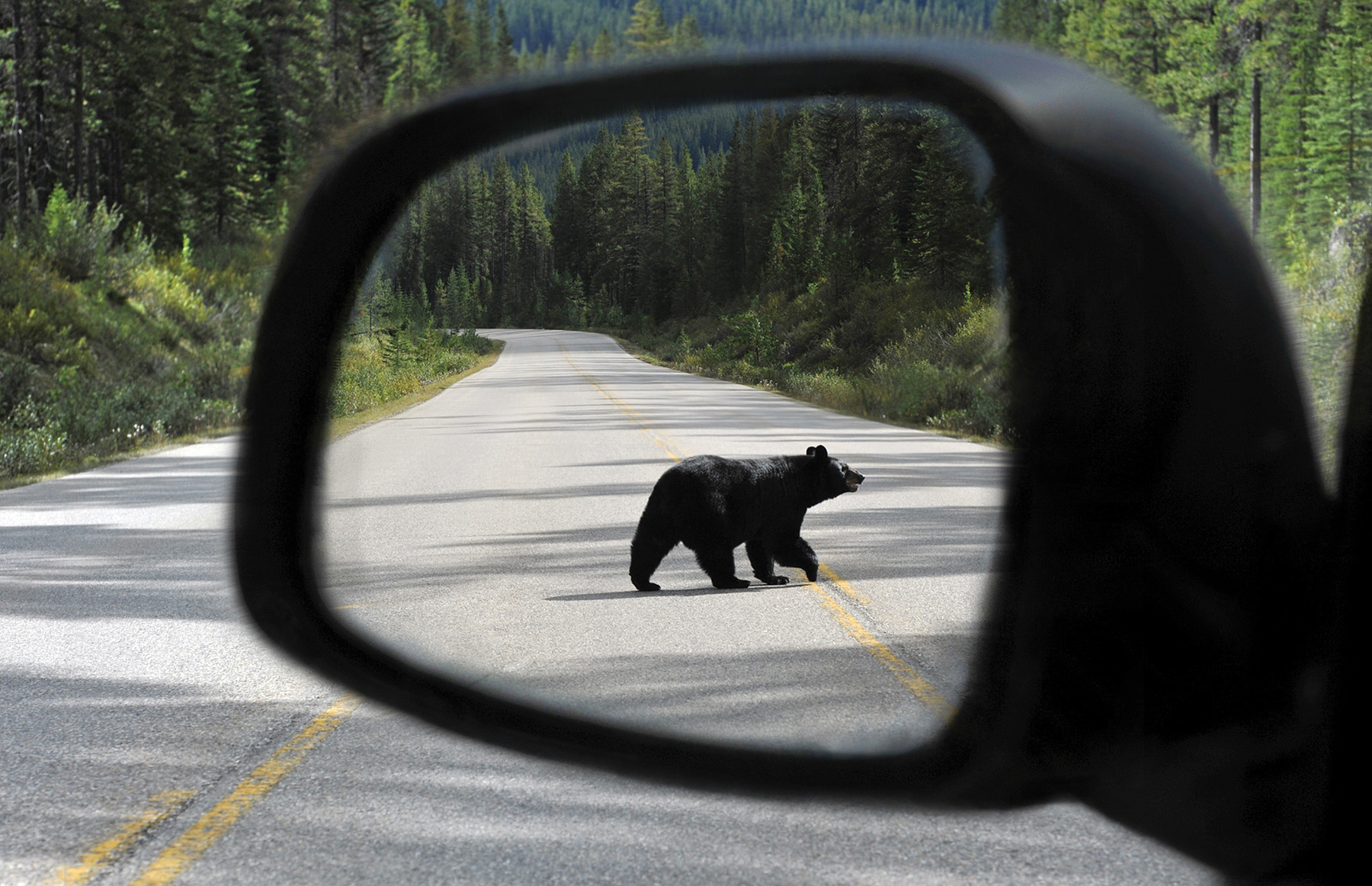 A bear framed in the side mirrors of a car in Banff. 