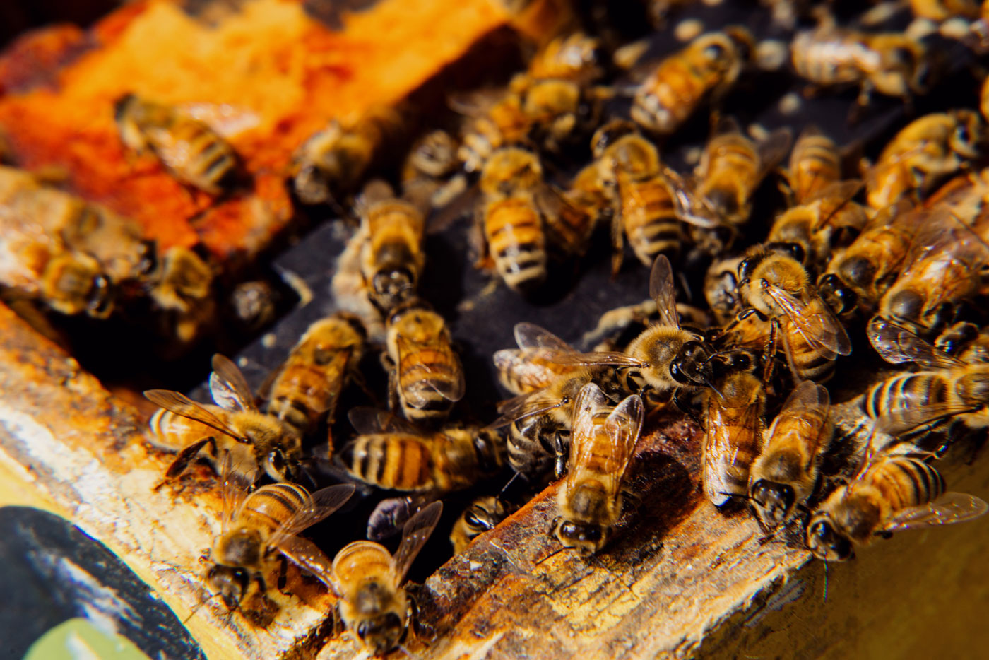 A group of bees on a hive