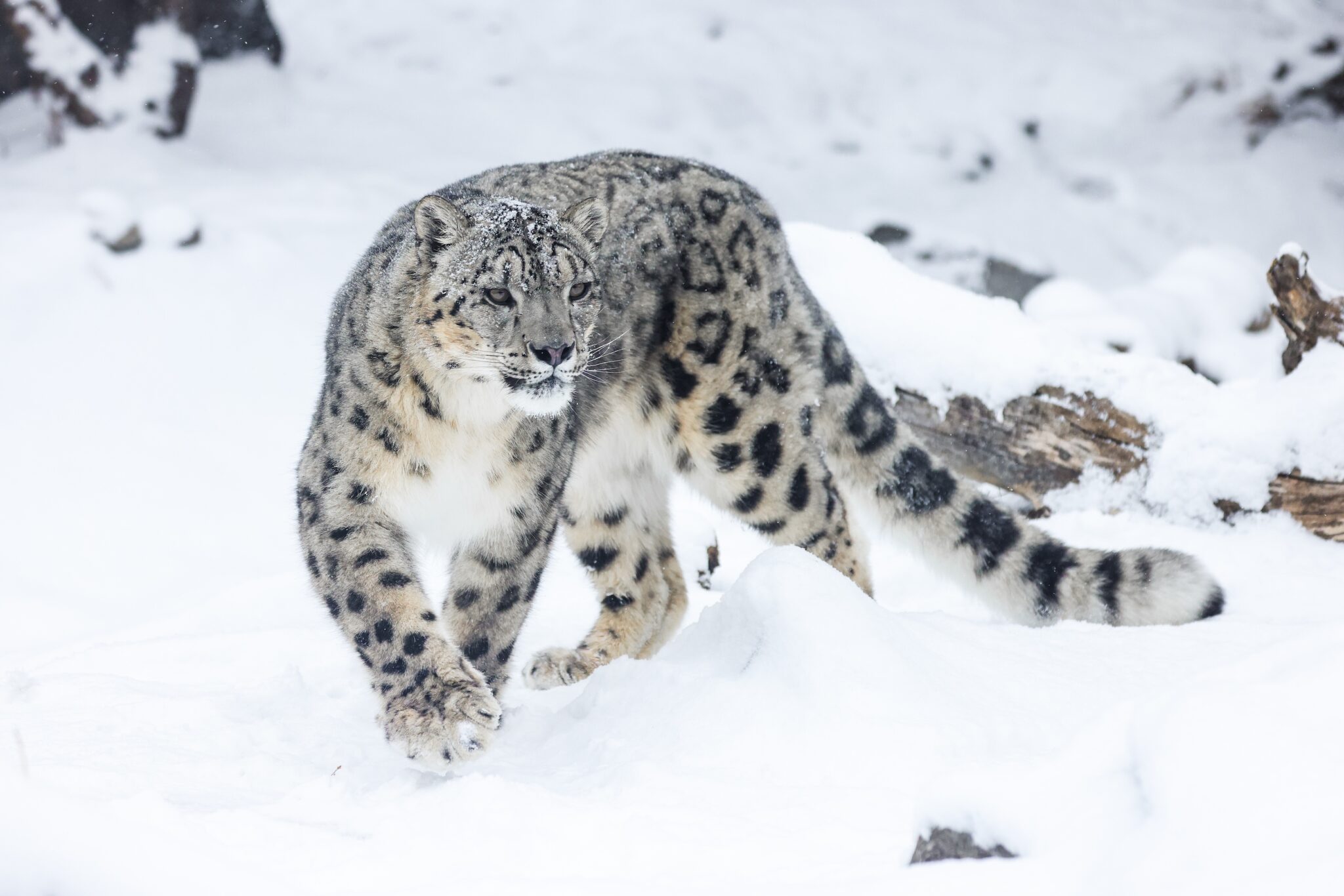Win Four Tickets to Explore Asian Highlands at the Zoo - Avenue Calgary