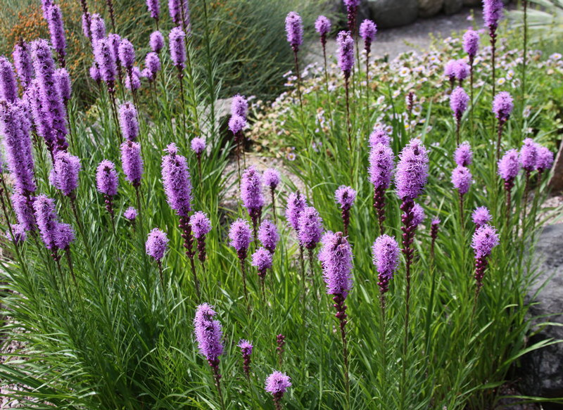 Pollinator Garden Calgary