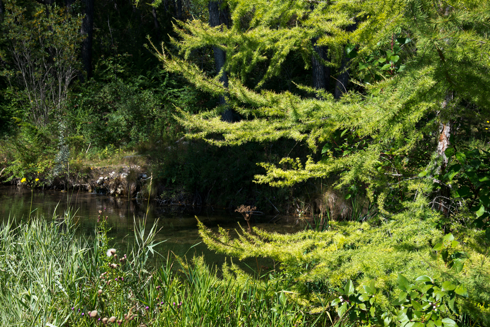 If you park at the lot near the intersection of Bearspaw Dam Road and 85th Street N.W. on the north side of the train tracks, you can follow paved or unpaved pathways to get to the Fournier Area. This short loop has some ponds and wetland-type areas where you can see marsh-loving species like the Tamarack tree with its electric green, feathery needles, and, according to the City, Boreal Chorus Frogs and Tiger Salamanders. Park south of the train tracks for quick access to the large fenced off-leash area.