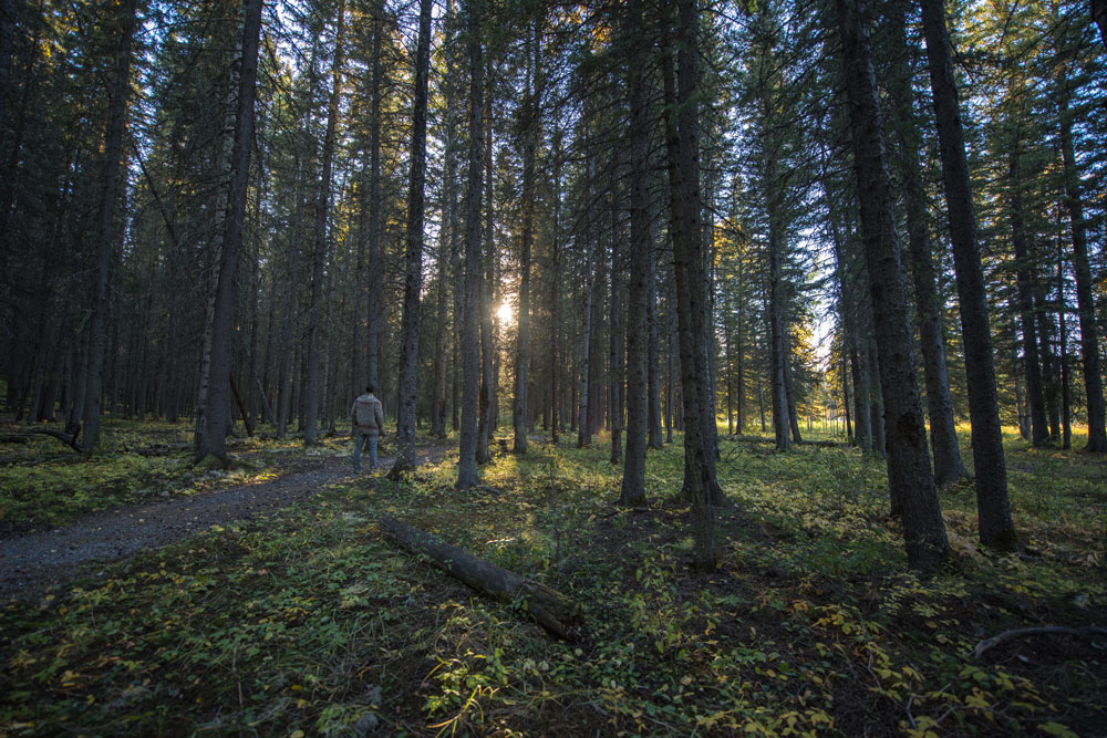 Hiking in Bragg Creek Provincial Park.