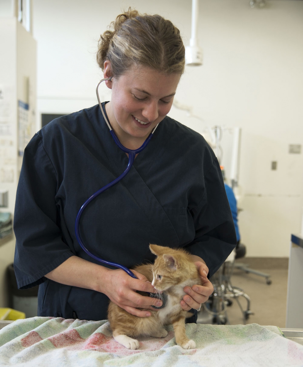 Dr. Julie Layton examines Wallace, who arrived at the Calgary Humane Society (CHS) as a stray. Treated for extensive injuries, he is recovering and learning to get along well even without one front leg.