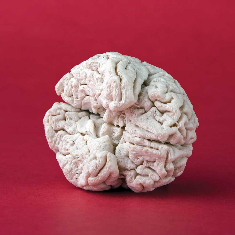 Replica of a human brain, 3D printed at the Taylor Family Digital Library at the University of Calgary.