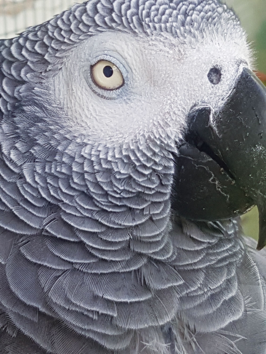 Quentin the Congo African Grey Parrot is often used by Robin Horemans to demonstrate a new behaviour or skill for the students at the Calgary Bird School.