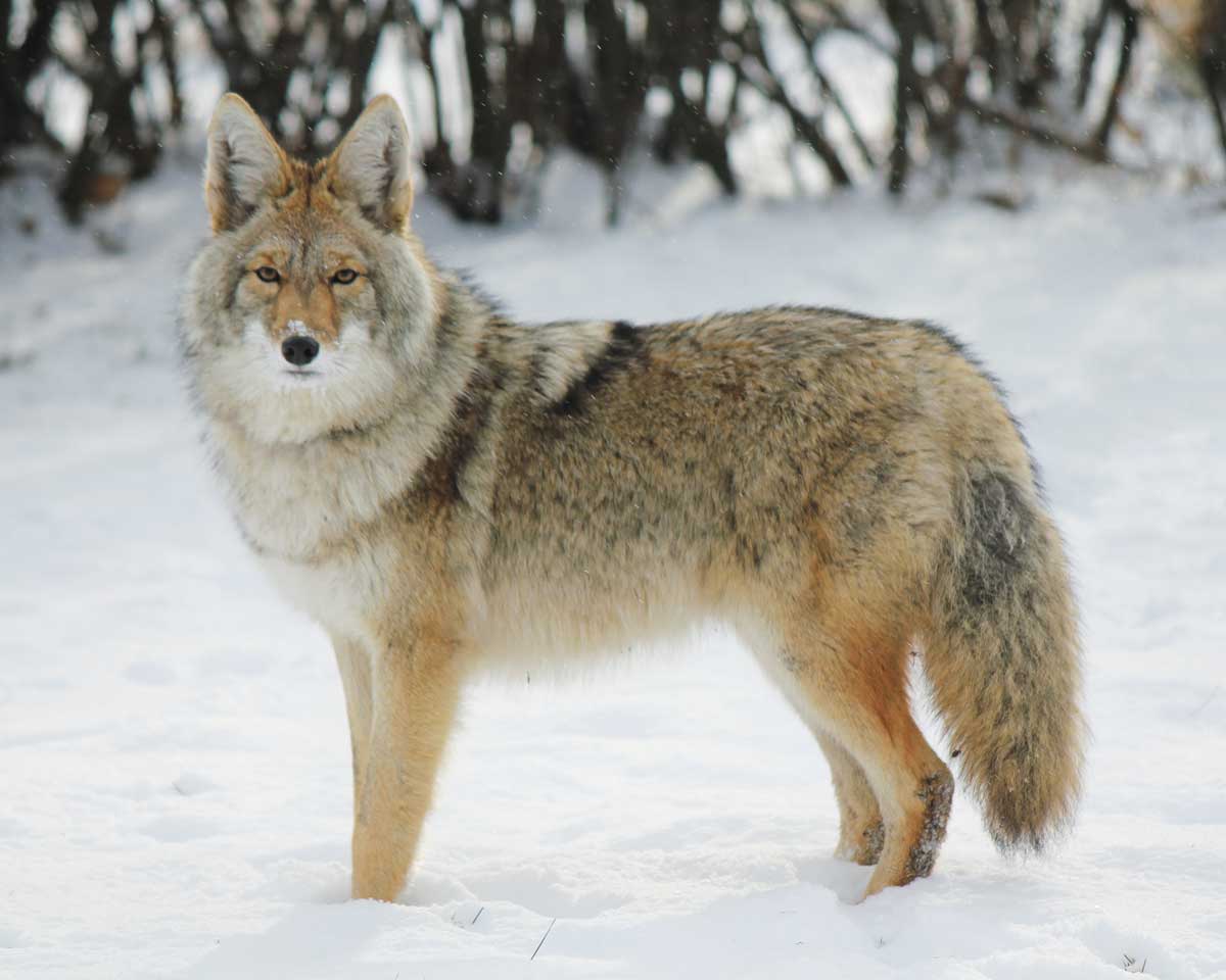 Coyote-dog Rango is a resident of the Yamnuska Wolfdog Sanctuary.