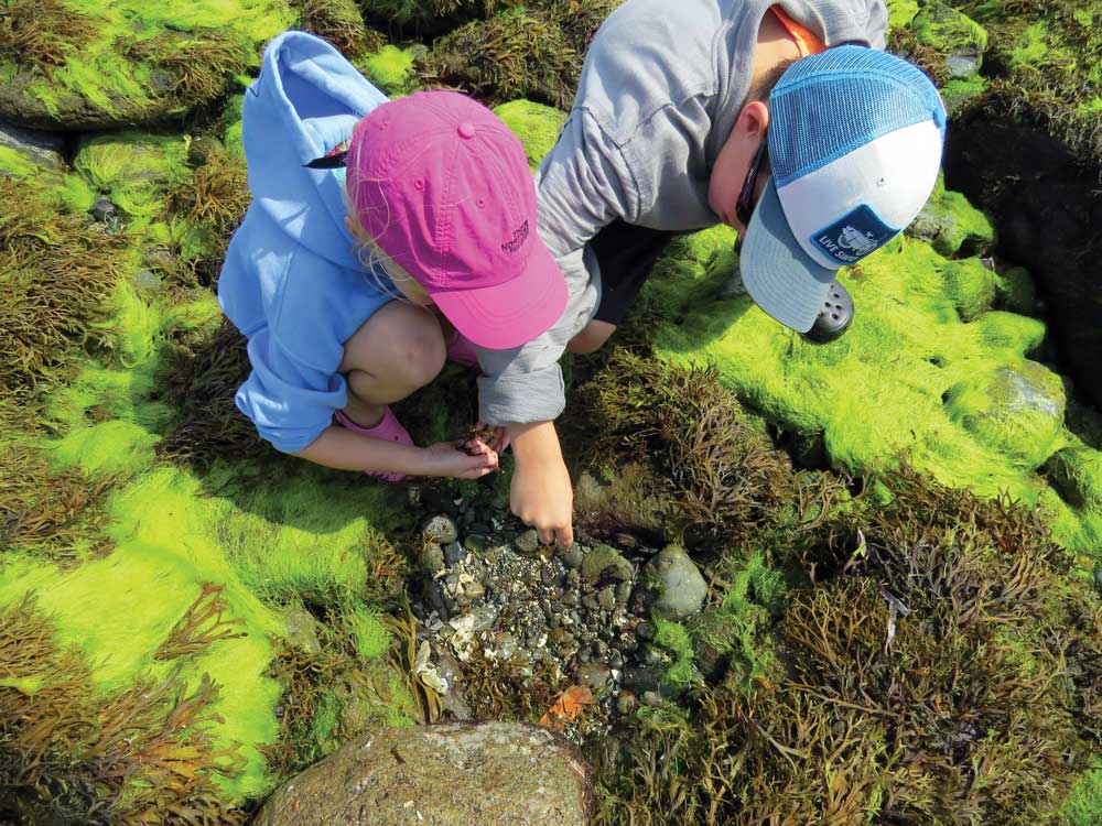 Salish Sea Tidepool Tour.