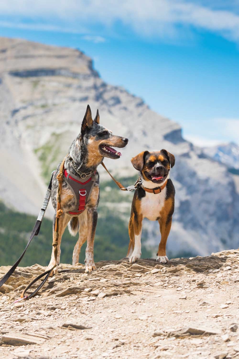 Canine hikers on the Nihahi Ridge trail in Kananskis Country.