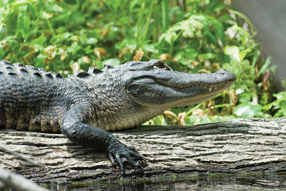 Alligator-spotting is a must-do in Florida.