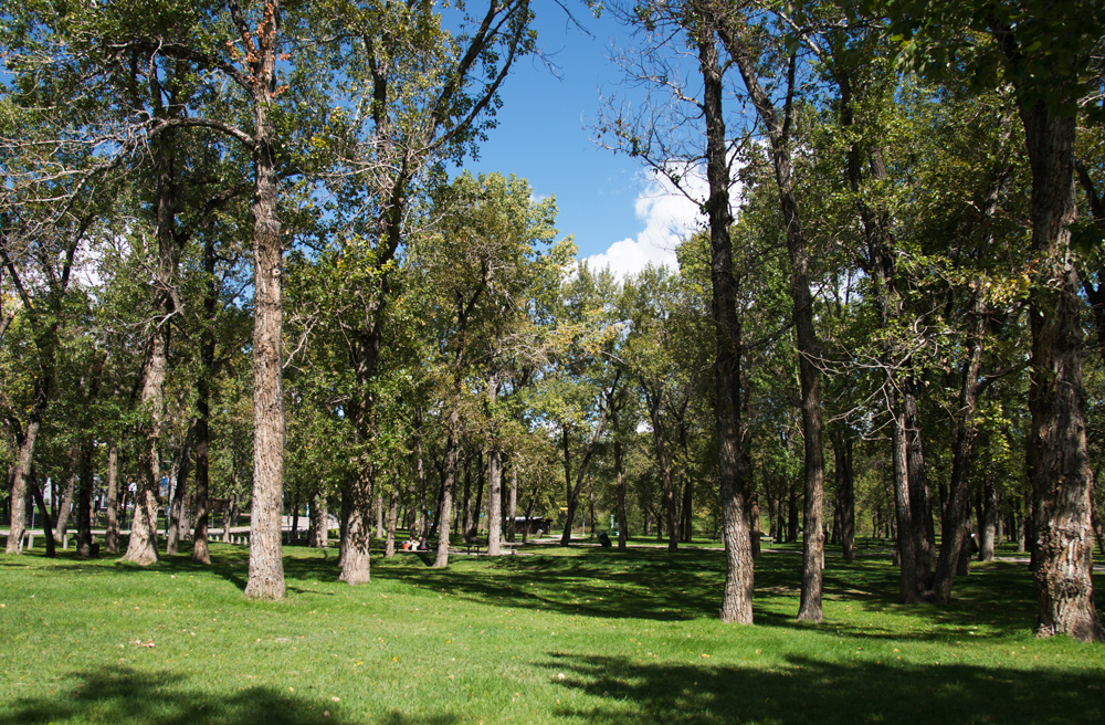 The park has a large, generously treed area, with a good-sized playground and a bookable picnic site (up to 66 people) with two barbecues. There is a lot of grass for kids to run around, and the mature balsam poplars throughout the park create pleasant shady spots. Washrooms are wheelchair accessible, some but not all pathways are paved, and overall the terrain is quite level.