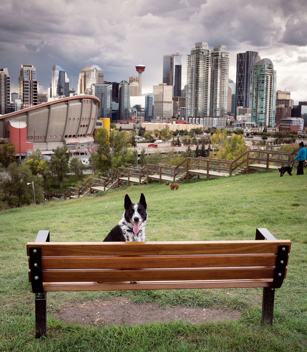 Scotsman Hill dog park.